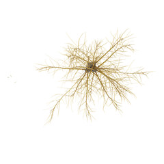 3d illustration of Goat willow plant isolated on transparent background from top view