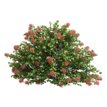 3d illustration of Glossy abelia plant isolated on transparent background