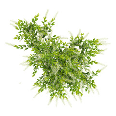 Obraz premium 3d illustration of Jasmine flower plant isolated on transparent background from top view