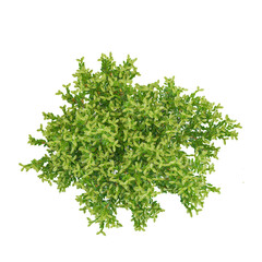 Obraz premium 3d illustration of Lentisk plant isolated on transparent background from top view