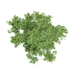 Obraz premium 3d illustration of Populus nigra italica Tree isolated on transparent background from top view