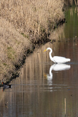 Great White Egret Wading in Peaceful Wetland Marsh with Perfect Water Reflection in Belgian Countryside