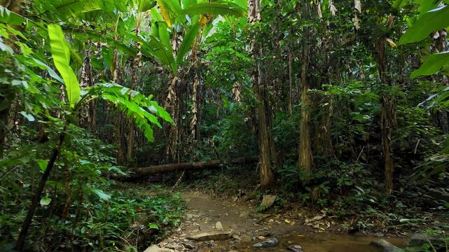 Jungle hiking trail surrounded by dense tropical vegetation at Khun Korn Nature Trail in Chiang Rai, northern Thailand. Scenic forest landscape with banana trees, rocks and a small stream.