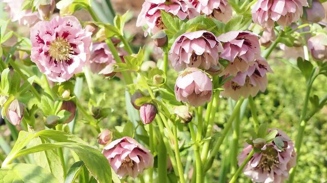 Mass of double pink speckled hellebore flowers dappled green background in spring.