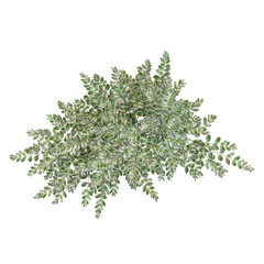 3d illustration of Variegated privet plant isolated on transparent background from top view