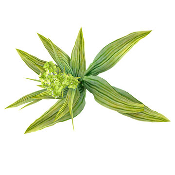 3d illustration of Veratrum nigrum plant isolated on transparent background from top view