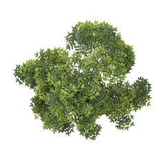 Obraz premium 3D rendering of Celtis Australis plant on transparent background from top view