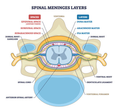 Spinal meninges layers cross-section shows protective coverings of the spinal cord dura, arachnoid, and pia plus spaces and vertebra context. Outline diagram
