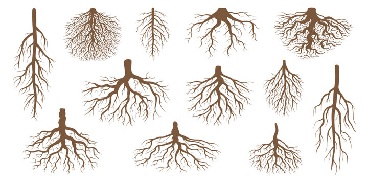 Tree and shrub roots vector illustration, featuring various brown root systems, tree stumps, and plant parts for dendrology, botanical studies, and educational sketch designs.