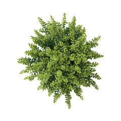 Obraz premium 3D rendering of Closeup Bullet Wood plant on transparent background from top view