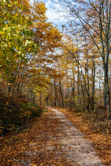 Fototapeta premium Vertical photo of a forest path. Forest hiking trail in autumn with soft light. Photo of a forest path taken in autumn. Beautiful autumn colors, yellow, red, brown, green, light green.