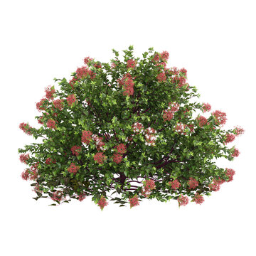 3D rendering of Glossy abelia plant on transparent background