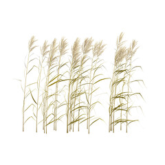 Naklejka premium 3D rendering of Phragmites australis plant on transparent background