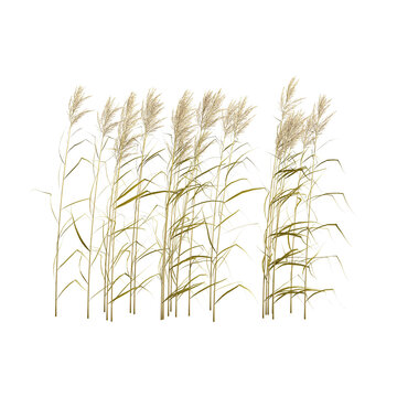 3D rendering of Phragmites australis plant on transparent background
