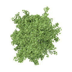 Obraz premium 3D rendering of Populus nigra italica Tree on transparent background from top view