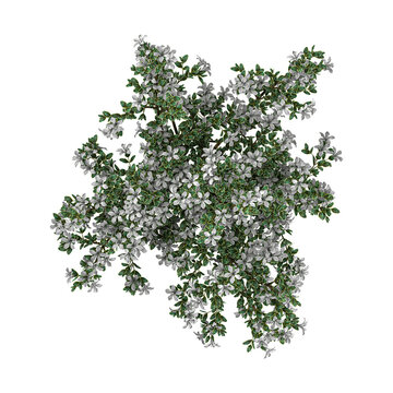 3D rendering of Serissa foetida flowers plant on transparent background from top view