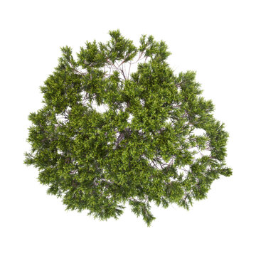 3D rendering of Stone pine tree on transparent background from top view