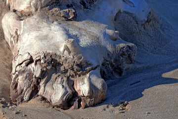 Obraz premium bois flotté donnant l illusion dune tête de chien