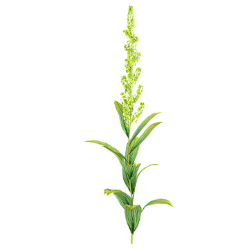 3D rendering of Veratrum nigrum plant on transparent background
