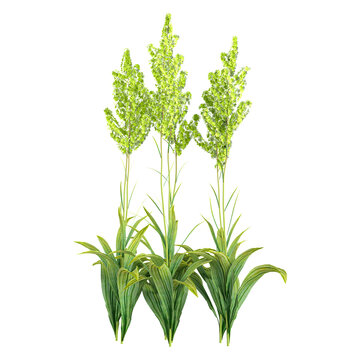 3d Rendering Of Veratrum nigrum plant on Transparent Canvas