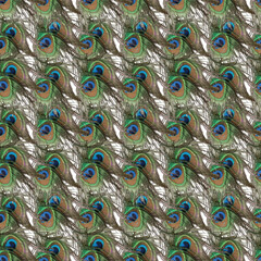 Obraz premium Colorful peacock feather pattern with vivid blue and green hues, perfect for various design projects.
