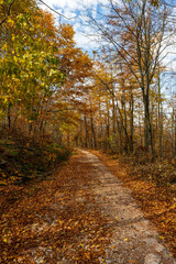 Fototapeta premium Vertical photo of a forest path. Forest hiking trail in autumn with soft light. Photo of a forest path taken in autumn. Beautiful autumn colors, yellow, red, brown, green, light green.
