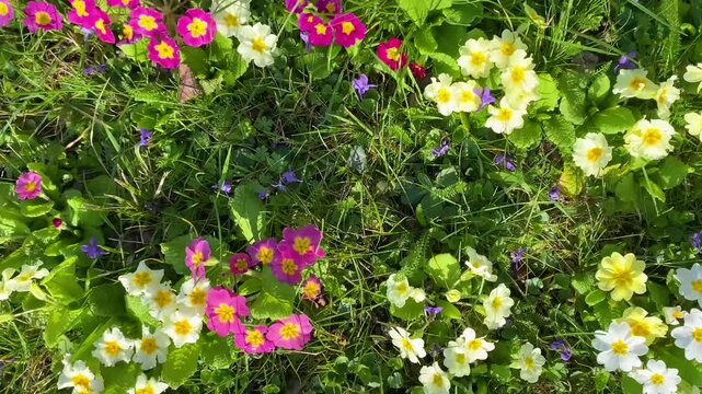 Colorful Common primrose flowers blossoming in winter in a garden. Primula acaulis, Lanc&eacute;, Loir-et-Cher 41, r&eacute;gion Centre-Val de Loire, France, European Union, Europe