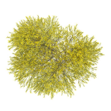 collection of Dorniger ginster plant on transparent canvas from top view