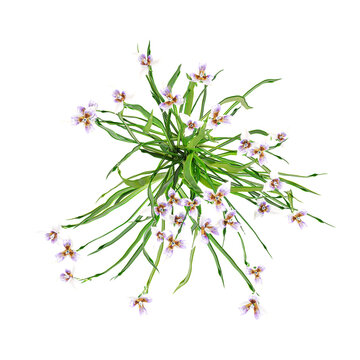 collection of forest plant with realistic style from top view