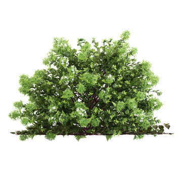 collection of Glossy abelia plant with realistic style