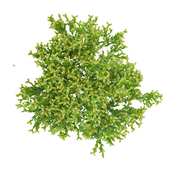 collection of Lentisk plant with realistic style from top view