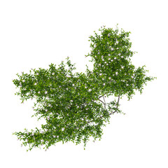 Obraz premium collection of Mint bush plant on transparent canvas from top view