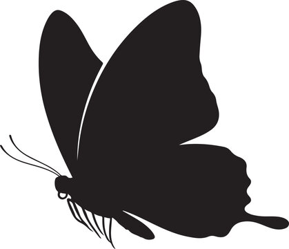  white background flying butterfly black silhouette vector.