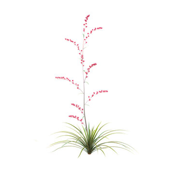 collection of Red yucca tree with realistic style