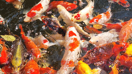 The image shows beautiful fish that are kept as souvenirs by people in Asia.