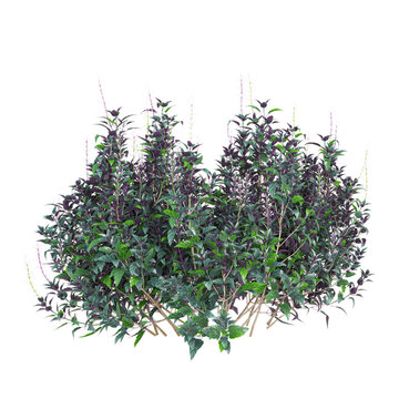 collection of Strobilanthes plant on transparent canvas