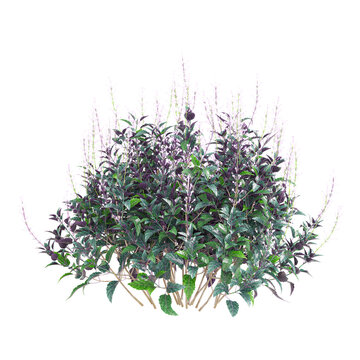 collection of Strobilanthes plant with realistic style
