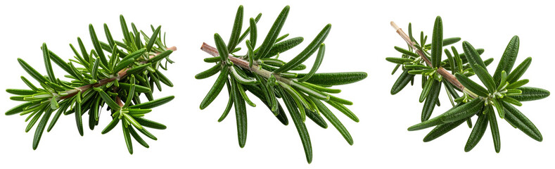 Three vibrant fresh green rosemary sprigs with healthy leaves and delicate stems displayed isolated on transparent background. PNG die-cut for advertising
