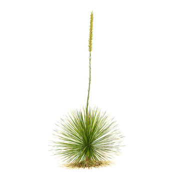 collection of Texas sotol tree on transparent canvas