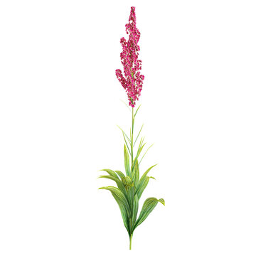 collection of Veratrum nigrum plant on transparent canvas