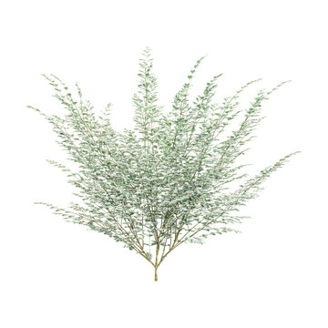 collection of Variegated privet plant with realistic style