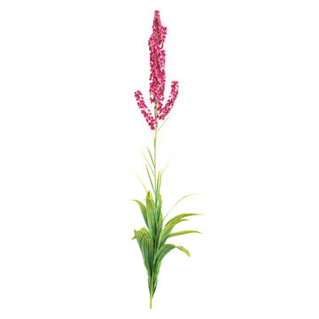 collection of Veratrum nigrum plant with realistic style