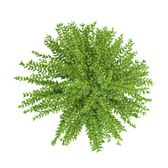 Green lemon beauty box honeysuckle plant isolated on Canvas from top view