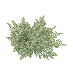 Obraz premium Green Variegated privet plant isolated on Canvas from top view