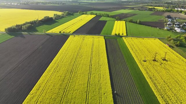 Aerial View of Vibrant Rapeseed and Farmland Landscape in Poland