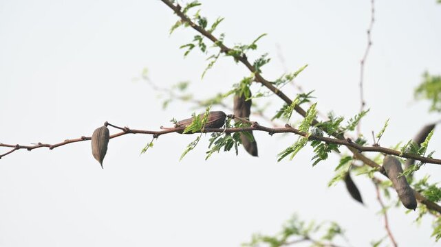Vachellia farnesiana pods. Its common name is Acacia farnesiana,&nbsp;Mimosa farnesiana,&nbsp;sweet acacia, huisache, casha tree and needle bush. It is a species of shrub or small tree in the&nbsp;legume&nbsp;family.