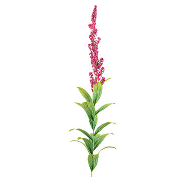 Isolated Veratrum nigrum plant on transparent canvas