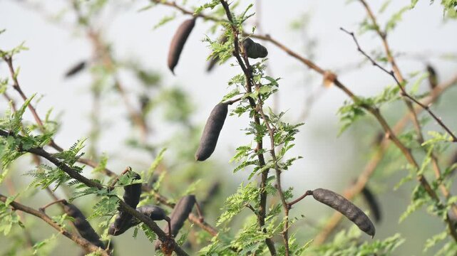 Vachellia farnesiana pods. Its common name is Acacia farnesiana,&nbsp;Mimosa farnesiana,&nbsp;sweet acacia, huisache, casha tree and needle bush. It is a species of shrub or small tree in the&nbsp;legume&nbsp;family.