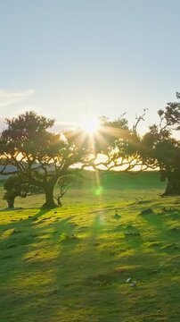 Aerial drone shot of flying above til trees in idyllic Fanal Laurisilva forest on sunset. Madeira island, Portugal. Slide trucking shot