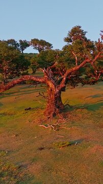 Aerial drone shot of flying above til trees in idyllic Fanal Laurisilva forest on sunset. Madeira island, Portugal. Orbit parallax shot